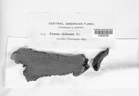 Image of Ganoderma chilense